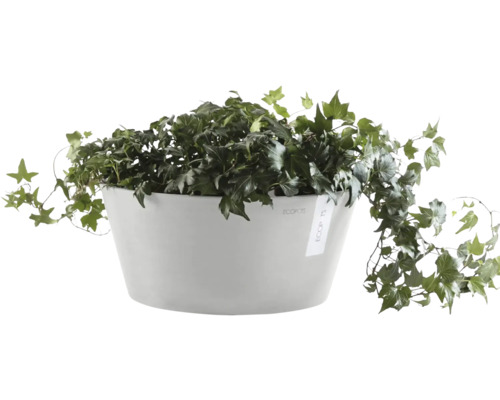 Břečťan v květináči