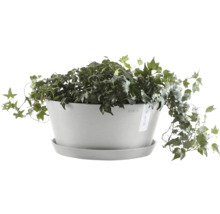 Květináč Ecopots s břečťanem