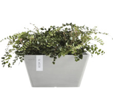 Rostlina v květináči Ecopots