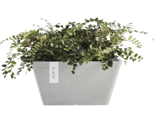 Rostlina v květináči Ecopots