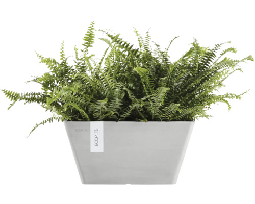 Zelená kapradina v hranatém květináči