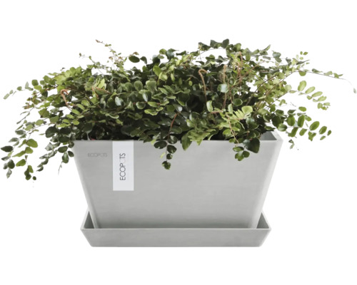 Rostlina v květináči s podšálkem