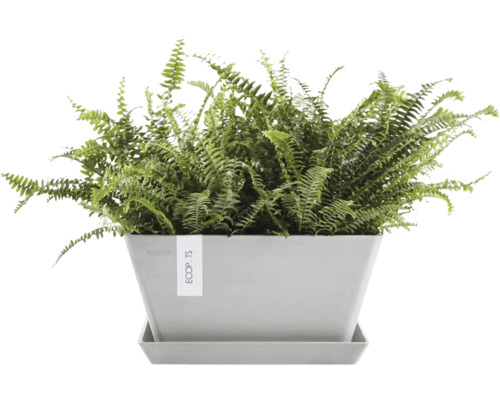 Zelená kapradina v květináči