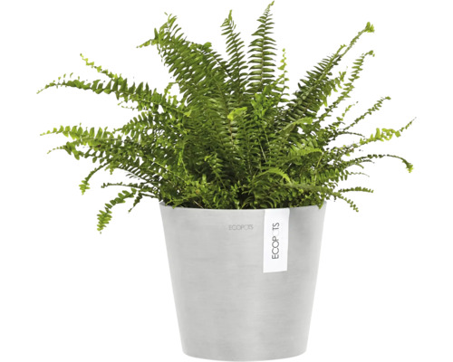 Ledviník ztepilý pokojová rostlina v květináči