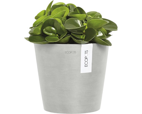 Pokojová rostlina v květináči značky Ecopots