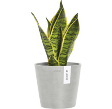 Rostlina Sansevieria v květináči