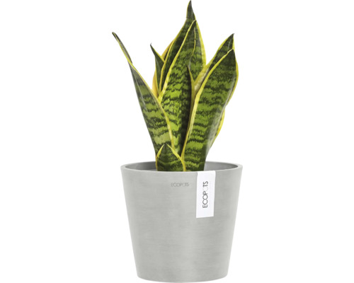 Rostlina Sansevieria v květináči