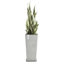 Sansevieria rostlina v květináči