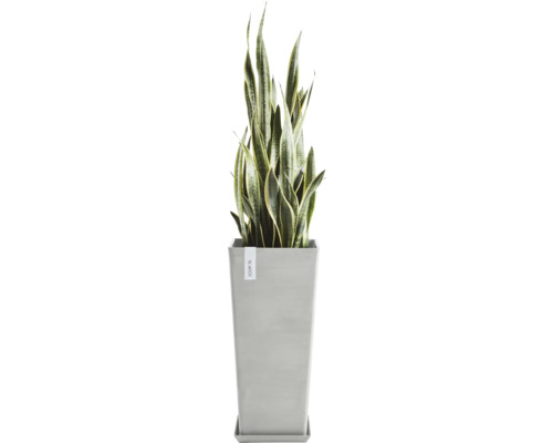 Sansevieria rostlina v květináči