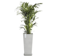 Chrysalidocarpus pokojová rostlina v květináči