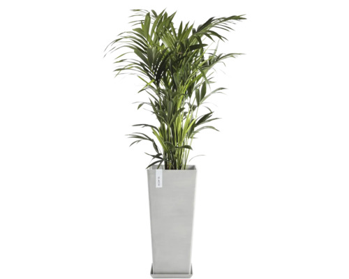 Chrysalidocarpus pokojová rostlina v květináči