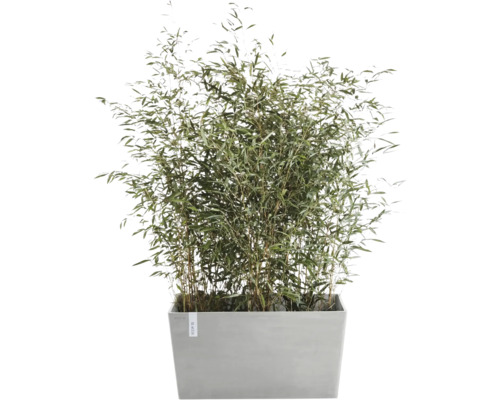 Bambus v květináči