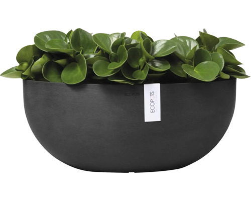 Pepřinec v půlkulaté misce na rostliny