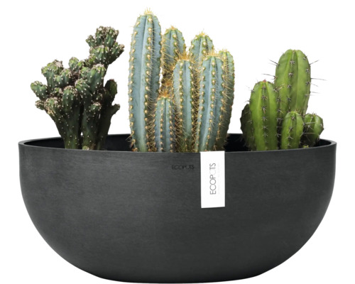 Aranžmá kaktusů v černém květináči