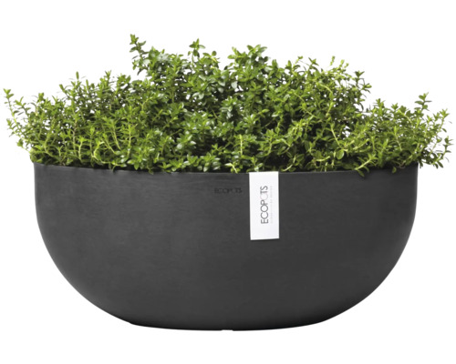 Černý květináč se zelenou rostlinou