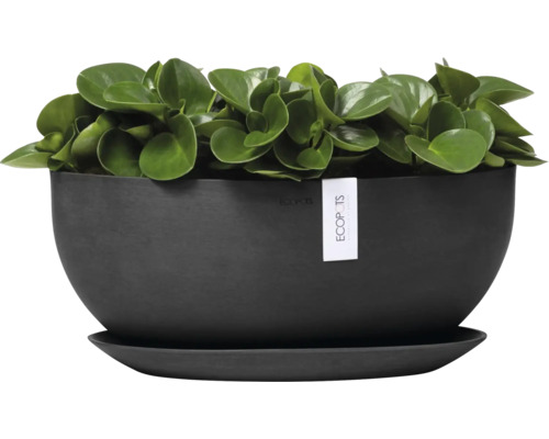 Pepřinec v černém květináči s podšálkem