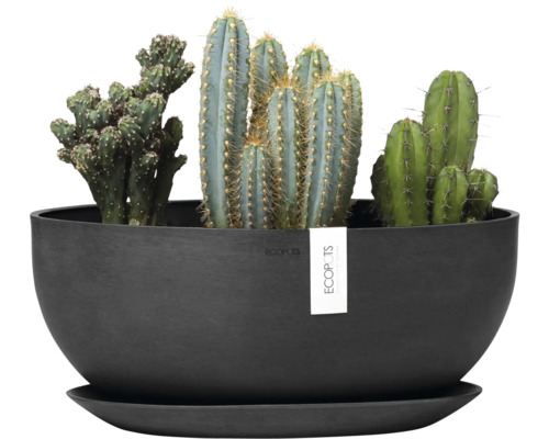 Skupina kaktusů v černém květináči s podšálkem