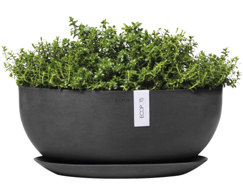 Černý květináč se zelenou rostlinou a podšálkem