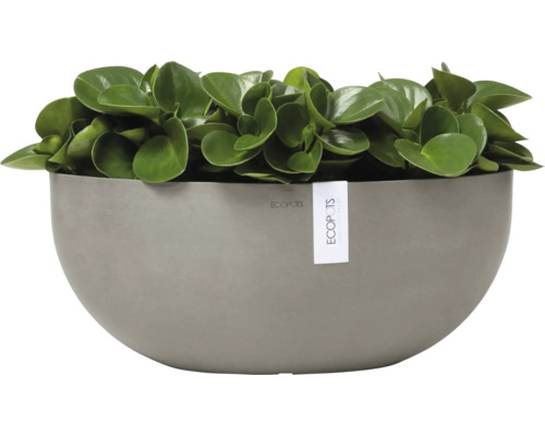 Pepřinec v květináči Ecopots