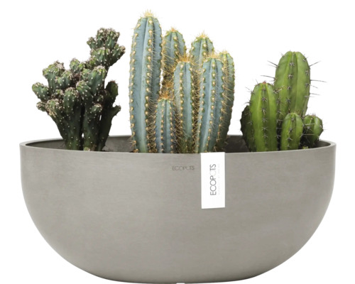 Různé kaktusy v šedé květinové nádobě