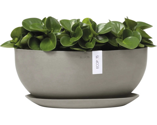 Pokojová rostlina v kulatém květináči s podšálkem