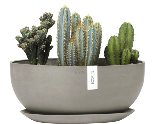 Skupina kaktusů v květináči s podšálkem