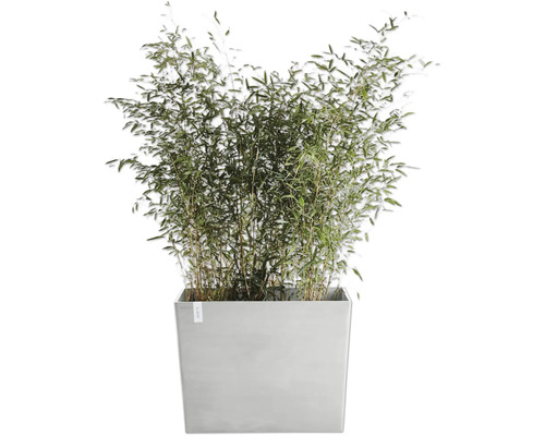 Bambus v šedé nádobě na rostliny