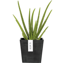 Aloe Vera rostlina v černém květináči