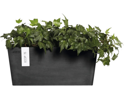 Černý květináč s břečťanem