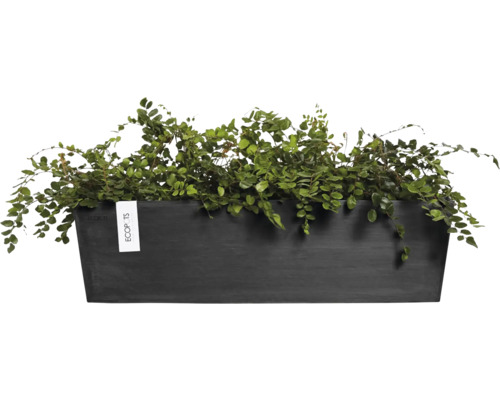 Černý květináč s rostlinami