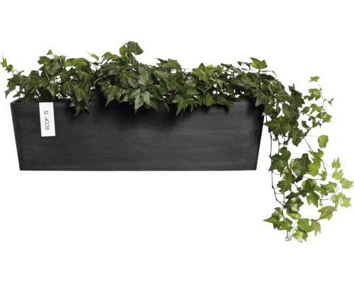 Černý truhlík na rostliny s břečťanem