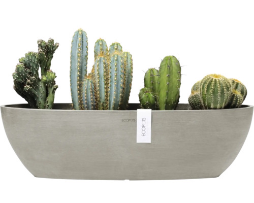 Různé kaktusy v podlouhlém květináči