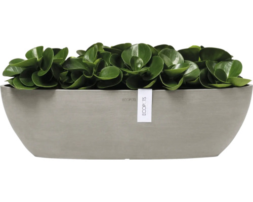 Pepřinec v šedé květináč