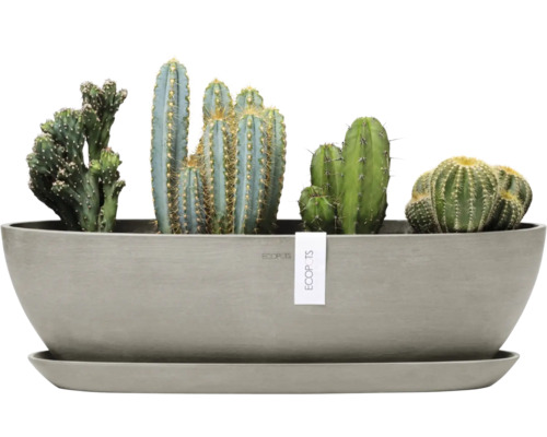 Různé kaktusy v květináči