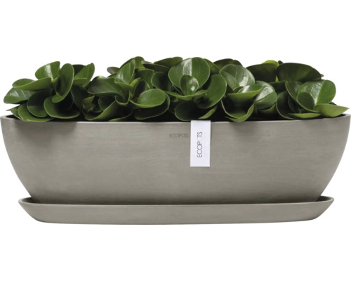 Pepřinec v šedé květinové nádobě s podšálkem