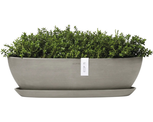 Šedý terakotový květináč na bylinky s tymiánem