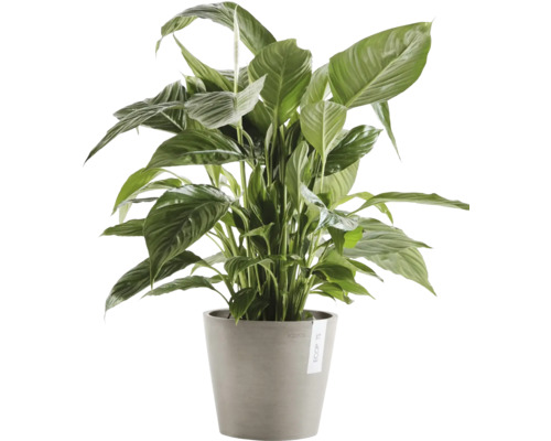 Lopatkovec v květináči