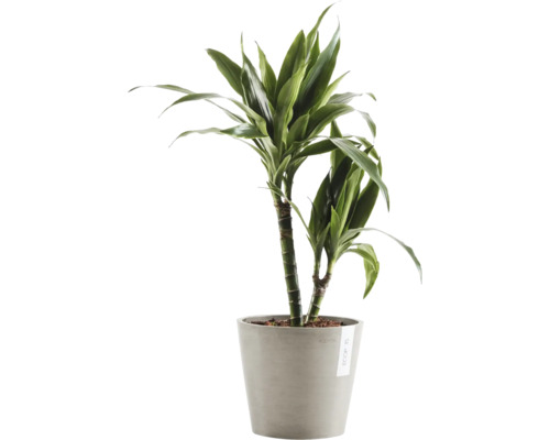 Dracéna v květináči jako pokojová rostlina