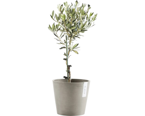 Olivovník v květináči