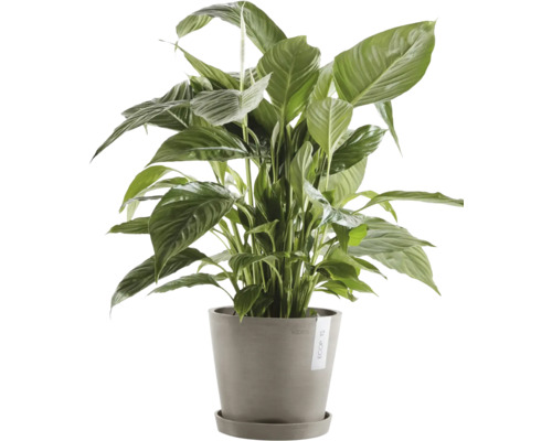 Toulitka v květináči