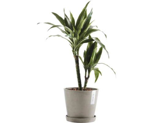 Dračinec v květináči pro interiér