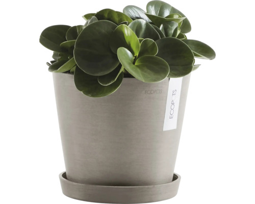 Pepřinec v květináči s podšálkem