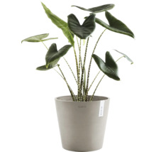 Pokojová rostlina Alocasia Zebrina v květináči