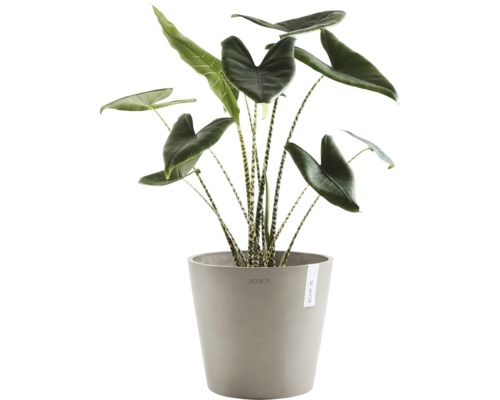 Pokojová rostlina Alocasia Zebrina v květináči