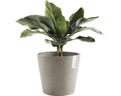 Banánovník v květináči jako pokojová rostlina