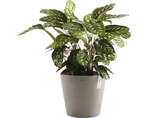 Modlivka v květináči