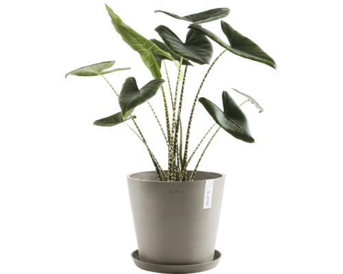 Pokojová rostlina Alocasia zebrina v květináči