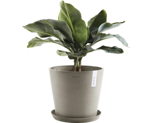 Banánovník v květináči pro interiér