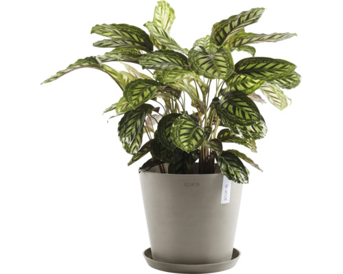 Pokojová rostlina Maranta v květináči