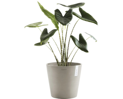 Pokojová rostlina Alocasia Zebrina v květináči